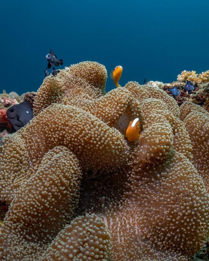 Amila Dive Beach Resort Сипалай Экстерьер фото